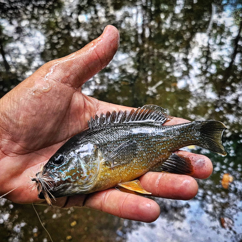 Panfish Walk and Wade
